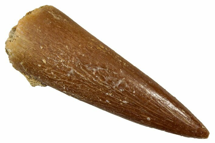 Fossil Plesiosaur (Zarafasaura) Tooth - Morocco #349827